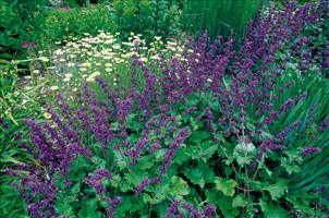 Salvia PurpleRain - Online Catalog